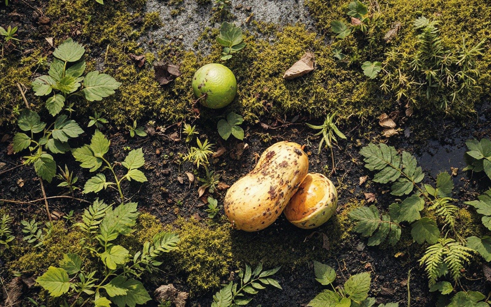 Fallen fruit and moss cover damp ground amid ferns and leafy undergrowth